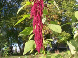 100 Seeds Love Lies Bleeding AmaranthusFrom US - £6.58 GBP