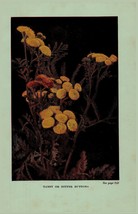 Vintage 1922 Print Tansy Pasture Thistle 2 Side Flowers You Should Know - £12.58 GBP