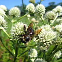 Eryngium Seeds Rattlesnake Master Flower Seed 2000 Seeds USA Fast Shipping - £16.11 GBP