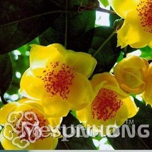 Golden Yellow Camellia Nitidissima Bonsai 50 Seeds Magical Oriental Yellow Camel - £8.95 GBP