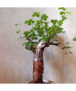 5pcs Commiphora edulis Fresh Seed - $888.03 MXN