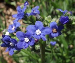 30 Blue Anchusa Perennial Seeds Deer Rabbit Resistant Flower Drought Tolerant - £14.13 GBP