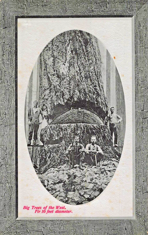 Primary image for Lumberjacks~Big Trees of the West. Fir 10 feet diameter GLOSSO PHOTO POSTCARD
