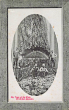Lumberjacks~Big Trees Of The West. Fir 10 Feet Diameter Glosso Photo Postcard - £8.99 GBP