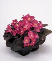 RAFHSTORE 30 Gorgeous Begonia Nightlife Deep Rose Flower Seeds Bronze Leaf Annua - £7.09 GBP