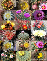 20 Seeds Flowering Ferocactus Mix Rare Cactus Exotic Cacti Desert Succulent Seed - £14.46 GBP