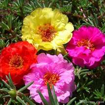 50 Seeds Double Moss Rose Mix Portulaca Annual Flower Ground Cover - $17.64