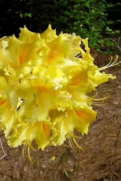 Lemonade Aromi Azalea Rhododendron Deciduous Starter Plant May Be Dormant Garden - £50.02 GBP