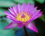 Sale 10 Seeds Purple Water Lily Pad Nymphaea Sp Pond Lotus Flower USA - £7.88 GBP