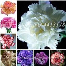 Kasuki New Arrival! 50 Pcs Mini Carnations Seed Balcony  - £7.85 GBP