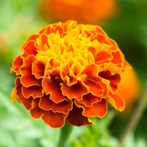Marigold Sparky Mix Flowers - Seeds - Organic - Non Gmo - Heirloom Seeds FRESH - $8.79