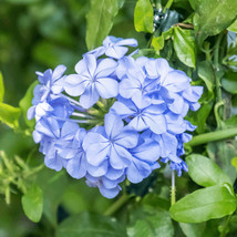 THJAR Cape Plumbago Sky Blue seeds pkt of 50 - £4.81 GBP