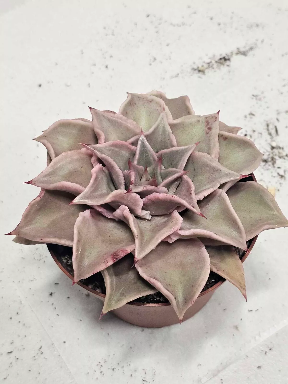 Echeveria Madiba &#39;rare&#39; 4&quot;Pot-Actual plant pictured Gardening USA Seller  - $24.25