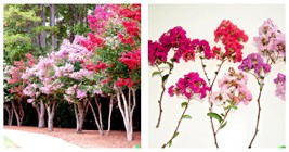 Crepe Myrtle Flower Tree Seeds - 6 Bright Colors (Lagerstroemia) 200 Seeds - £23.17 GBP