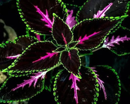 KBS 20 Cole Seeds Color Mix Pink Black Green Variegated Foliage Home Gar... - $11.12