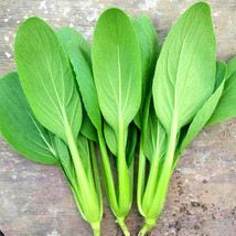 Pak Choi 10 Grams Seeds Gardening Usa Seller - £4.75 GBP