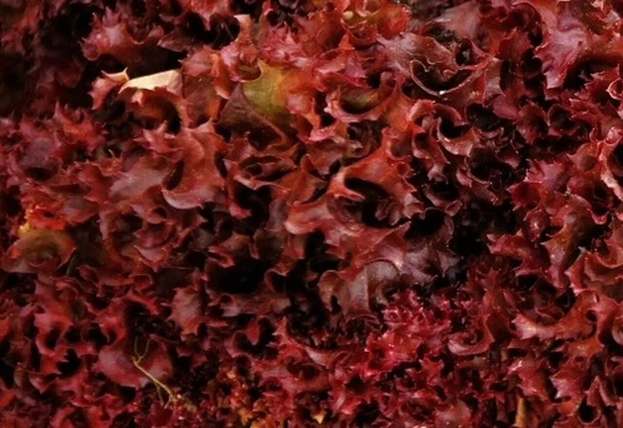 Ruby Red Lettuce Seeds 600+ Vegetable Garden - $8.98