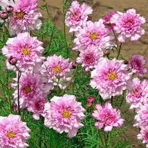 ArfanJaya Double Dutch Rose Cosmos Flower Seeds - £6.56 GBP