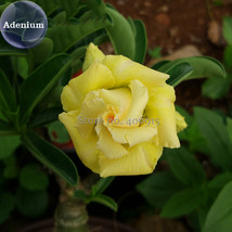 New Fresh Rose Shaped Adenium Yellow Desert Rose 2 Seeds Yellow Petals With Oran - £40.41 GBP