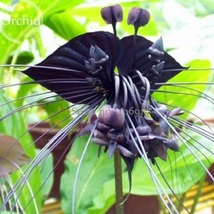 Black Orchid Perennial Flowers, 10 seeds, attractive light up garden - $10.25