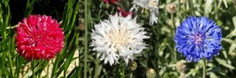 US Seller Cornflower Seeds - America Mix, Heirloom, 100 Seeds, Open Pollinated - £7.19 GBP