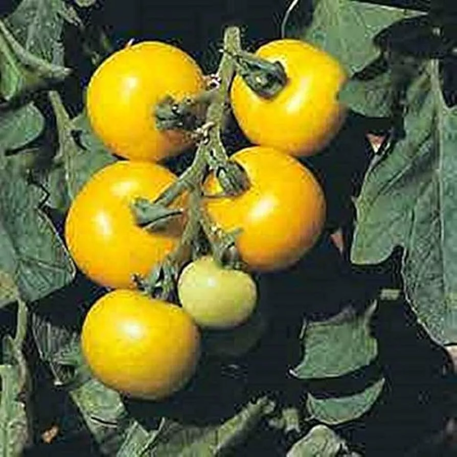 50 Seeds Golden Sunburst Tomato Juicy Vegetable Edible Gardening Fresh USA Selle - £9.92 GBP