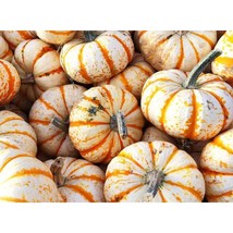 25+ Sweet Dumpling Squash Seeds | Heirloom Winter Squash - $16.50