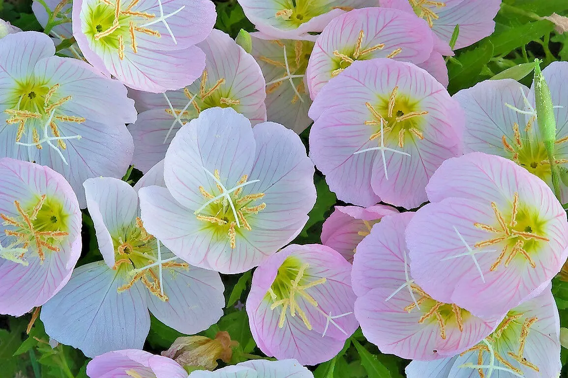 501 Showy Mexican Evening Primrose Seeds Groundcover Container - £5.34 GBP