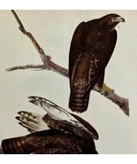 Harlan&#39;s Hawk Bird Print 1946 Color Art John James Audubon Nature DWV2E - $39.99