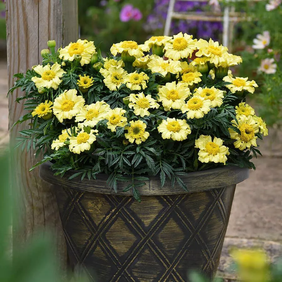 Daisy Wheel Lemon Marigold 25 Seeds for Garden Planting USA - £7.43 GBP