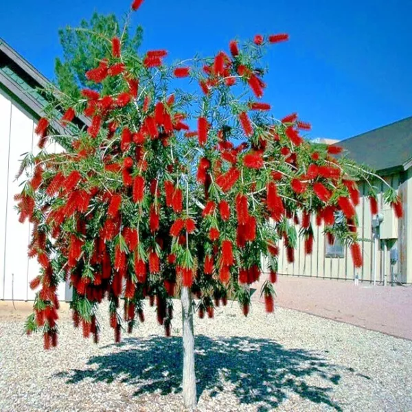 50 Weeping Bottlebrush Flower Tree Seeds Plant (Callistemon Viminalis) Fresh Gar