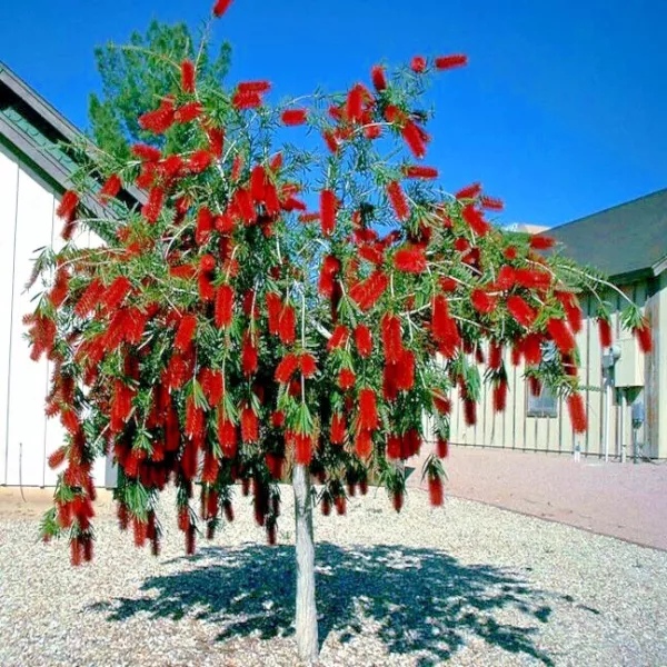 50 Weeping Bottlebrush Flower Tree Seeds Plant (Callistemon Viminalis) Fresh Gar - £13.43 GBP