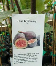 Texas Everbearing Fig 4-6 Ft. Tree Healthy Garden Plants Plant Figs Tree... - £112.24 GBP