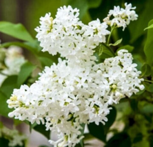 25 Pc Seeds Snowy White Lilac Fragrant Flower, Lilac Seeds for Planting | RK - $16.80