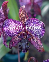 50 Seeds Spotted Purple Orchid Flowers Orchidaceae Garden - £6.30 GBP