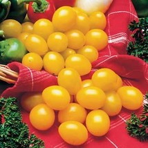 100 seeds Ildi Tomato Seeds, Fabulous Sweet-tart Bite Golden Yellow Cher... - £9.50 GBP