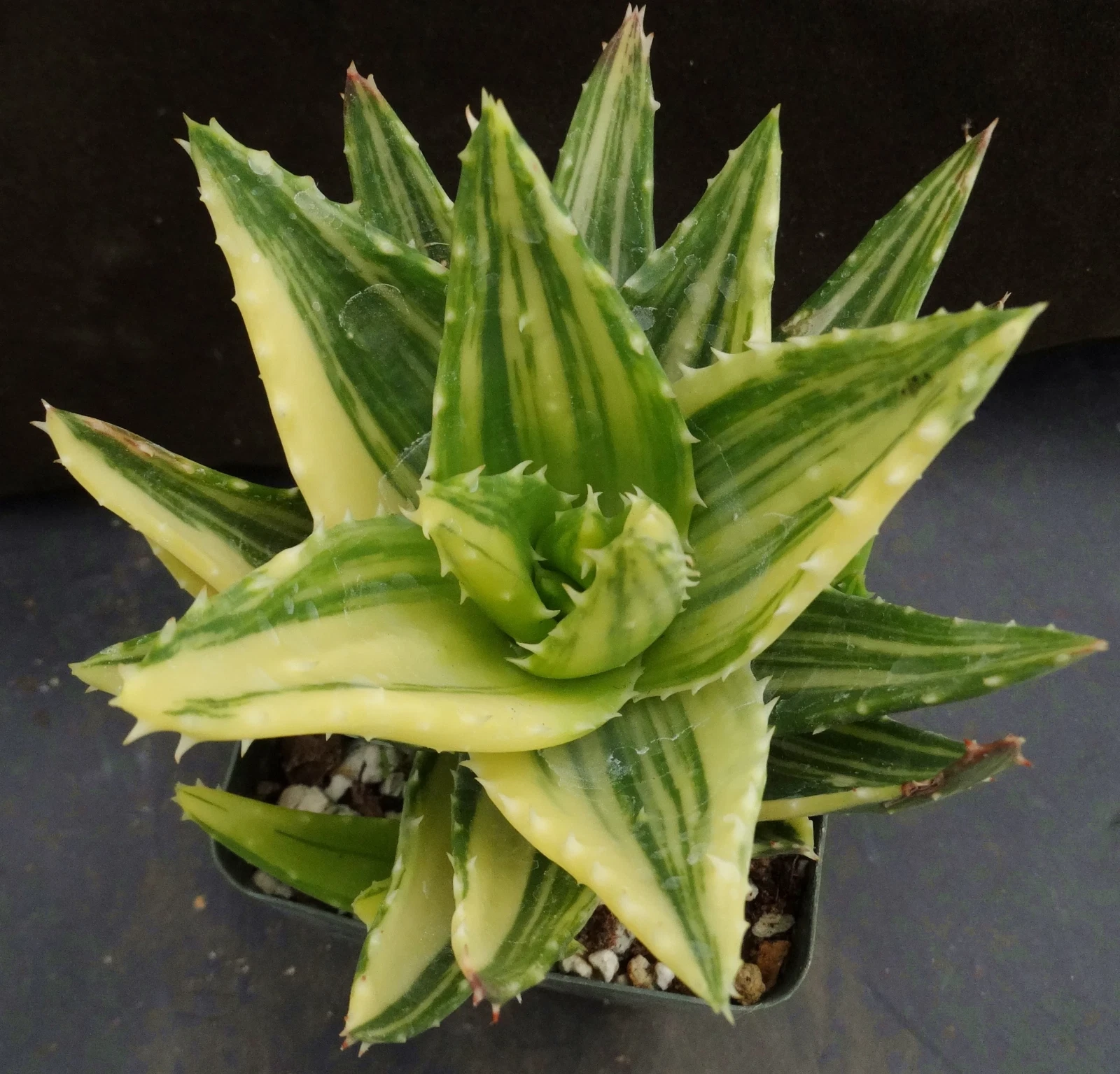 ALOE NOBILIS VARIAGATA - GOLDEN TOOTHED ALOE - 2&quot; DIAMETER POTTED PLANT - $21.99