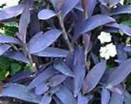Colorful Purple Heart Ivy Groundcover Starter Plant - £4.14 GBP
