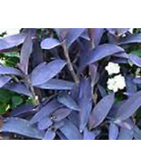 Colorful Purple Heart Ivy Groundcover Starter Plant - £4.11 GBP