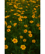 25 Golden Guardian Marigold Seeds, Bright Yellow Blooms - $12.99