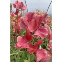 50+ MM Sweet Pea Seeds | Fragrant Colorful Climbing Flowers - $16.50
