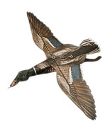 Jackite Mallard Duck Drake Decoy Kite / Windsock - £32.47 GBP