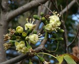 Silk Cotton Tree Ceiba Pentandra Pre Stratified 20 Seeds - $8.99