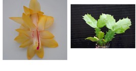 Christmas Cactus Starter Plant Honolulu Sun Schlumbergera Truncata - £28.83 GBP