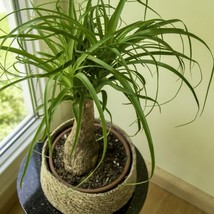 Best Ponytail Palm / Beaucarnia recurvata / Live Plant - $24.99