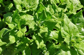 New Zealand Heirloom Spinach-25 Seeds! 1 Seed Produces Multiple Plants-  - £3.13 GBP