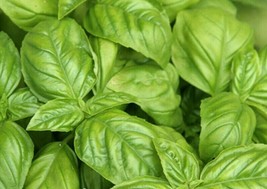 Basil Seeds 300 Italian Large Leaf Herb Garden Culinary Cooking From US - $7.00