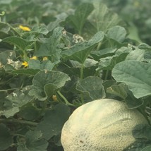 Rocky Ford Cantaloupe Seeds 50 Seeds Open Pollinated Melons Seeds Famous Green C - $7.90