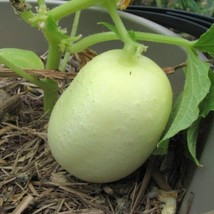 Cucumber Crystal Apple Seeds Australian And American Vegetable Seeds App... - £13.49 GBP