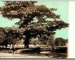 Tree In Center of England Lillington UK UNP DB Postcard G10 - $6.88